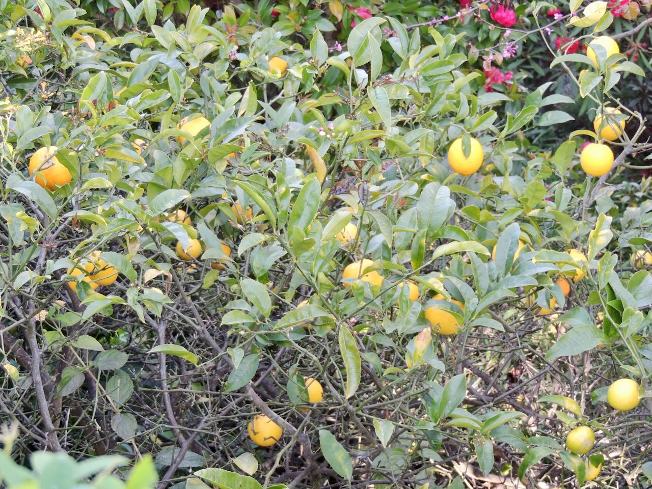 Lemon Tree