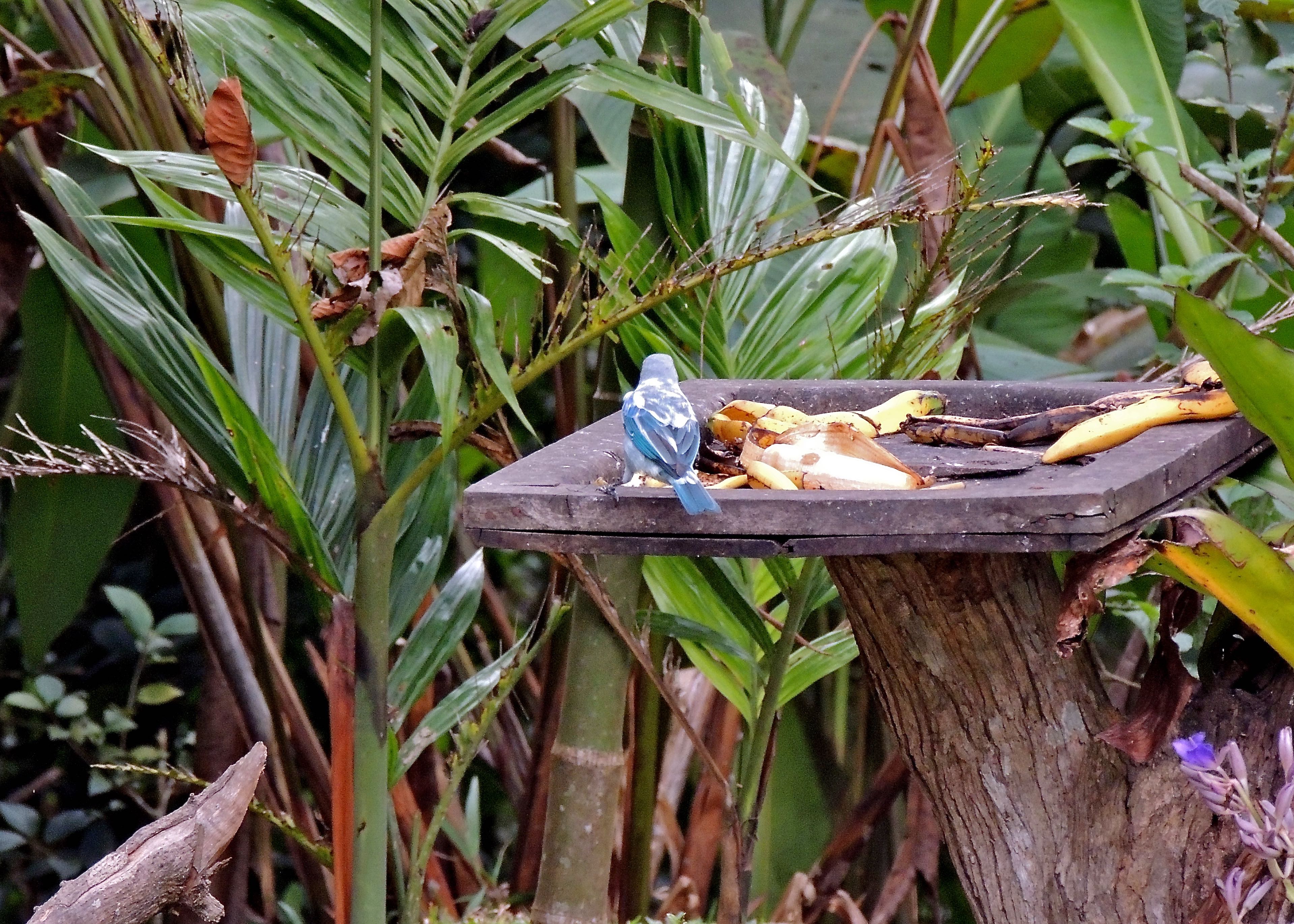 Leucistic Blue-gray Tanager
