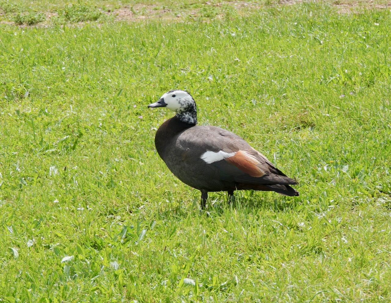 Leucistic Male Paradise Shelduck