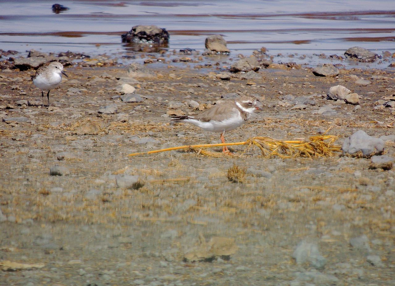Little Stint and Common Ringed Plover