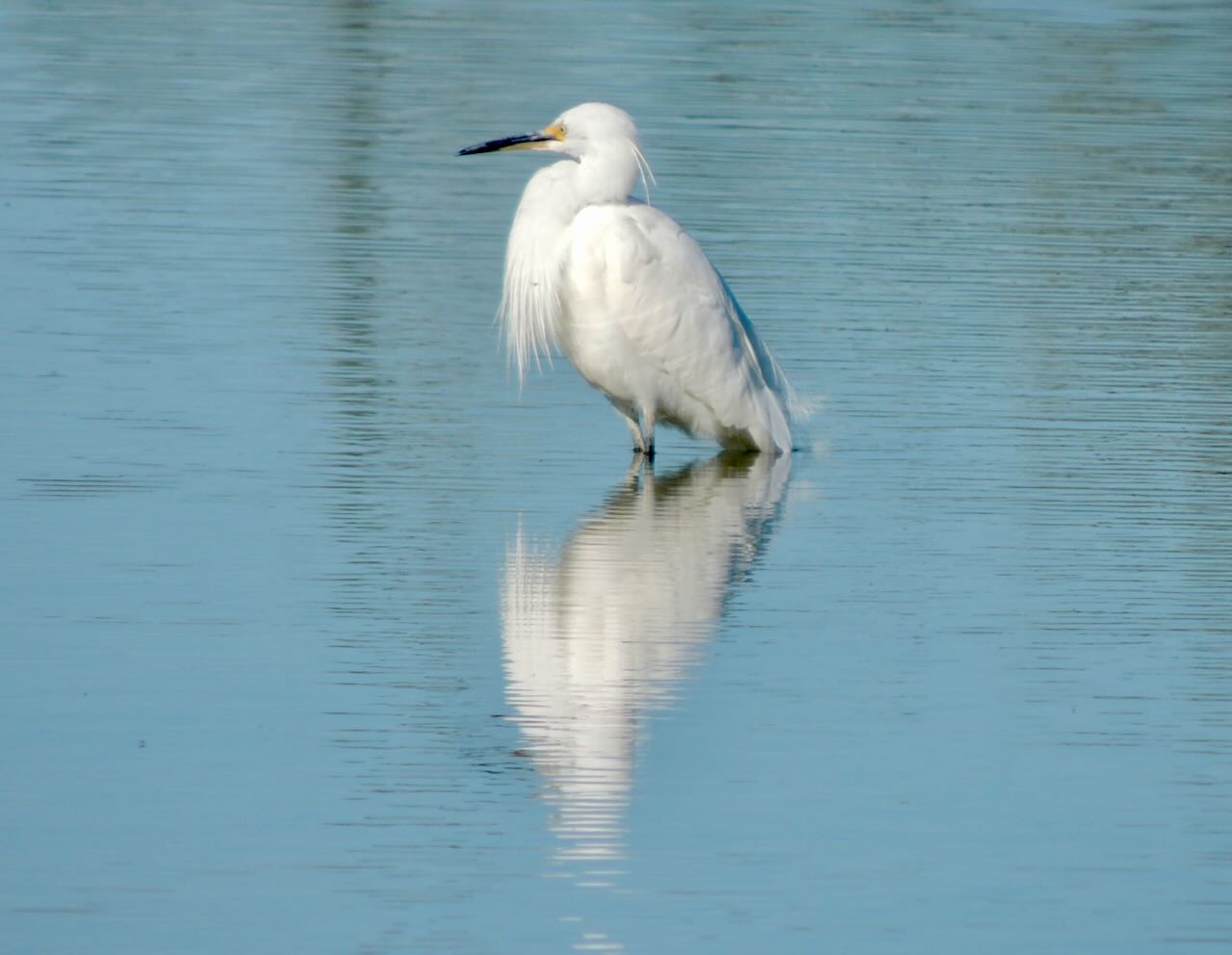 Little Egret