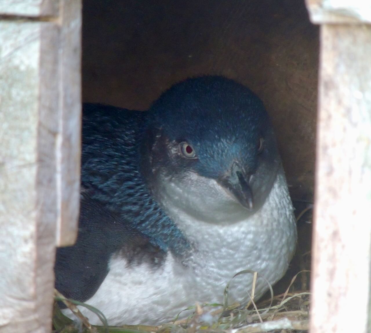 Little Penguin in Burrow Box