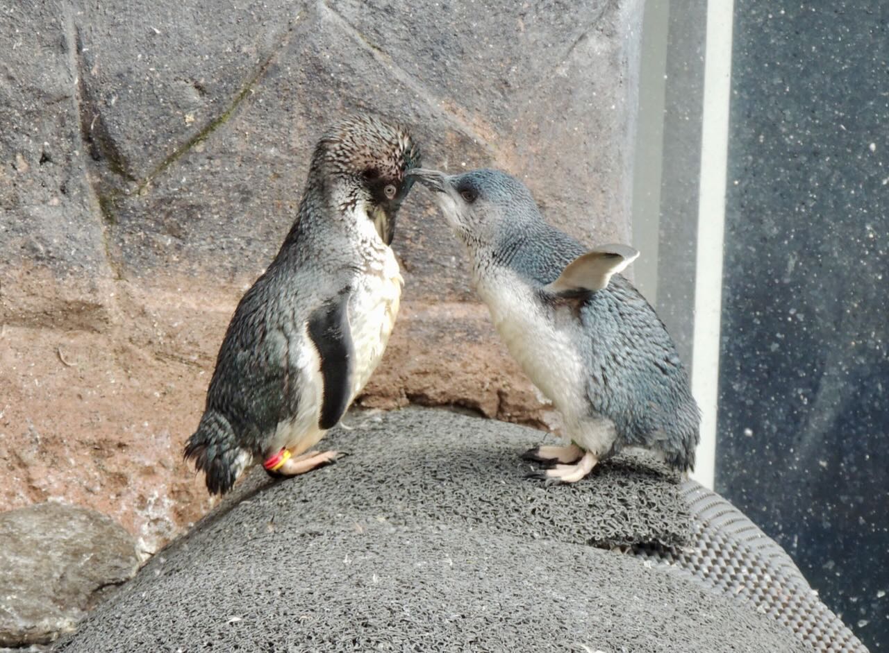 Little Penguins