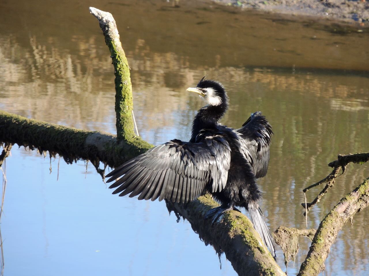 Little Pied Shag