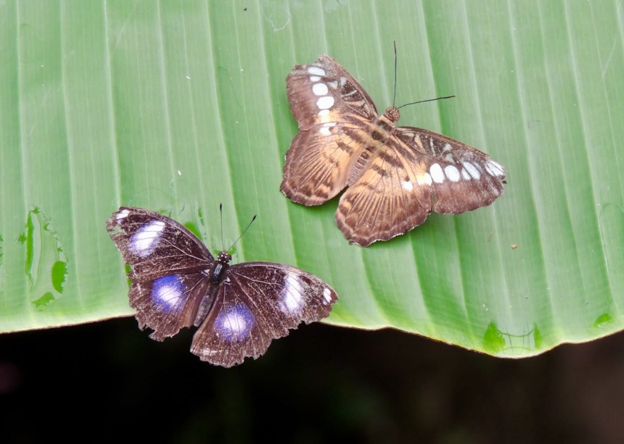 Live Butterfly Exhibit