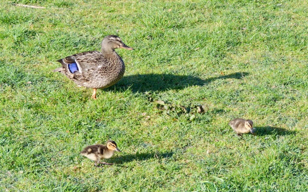 Mallard with Ducklings