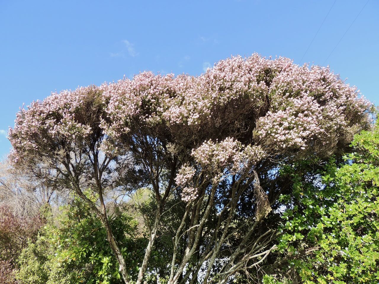 Manuka Tree