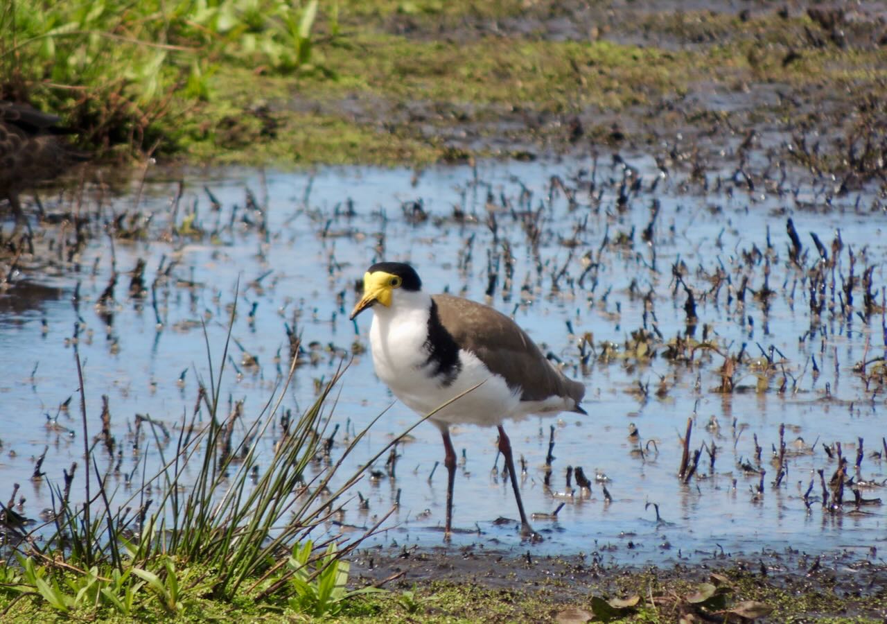 Masked Lapwing