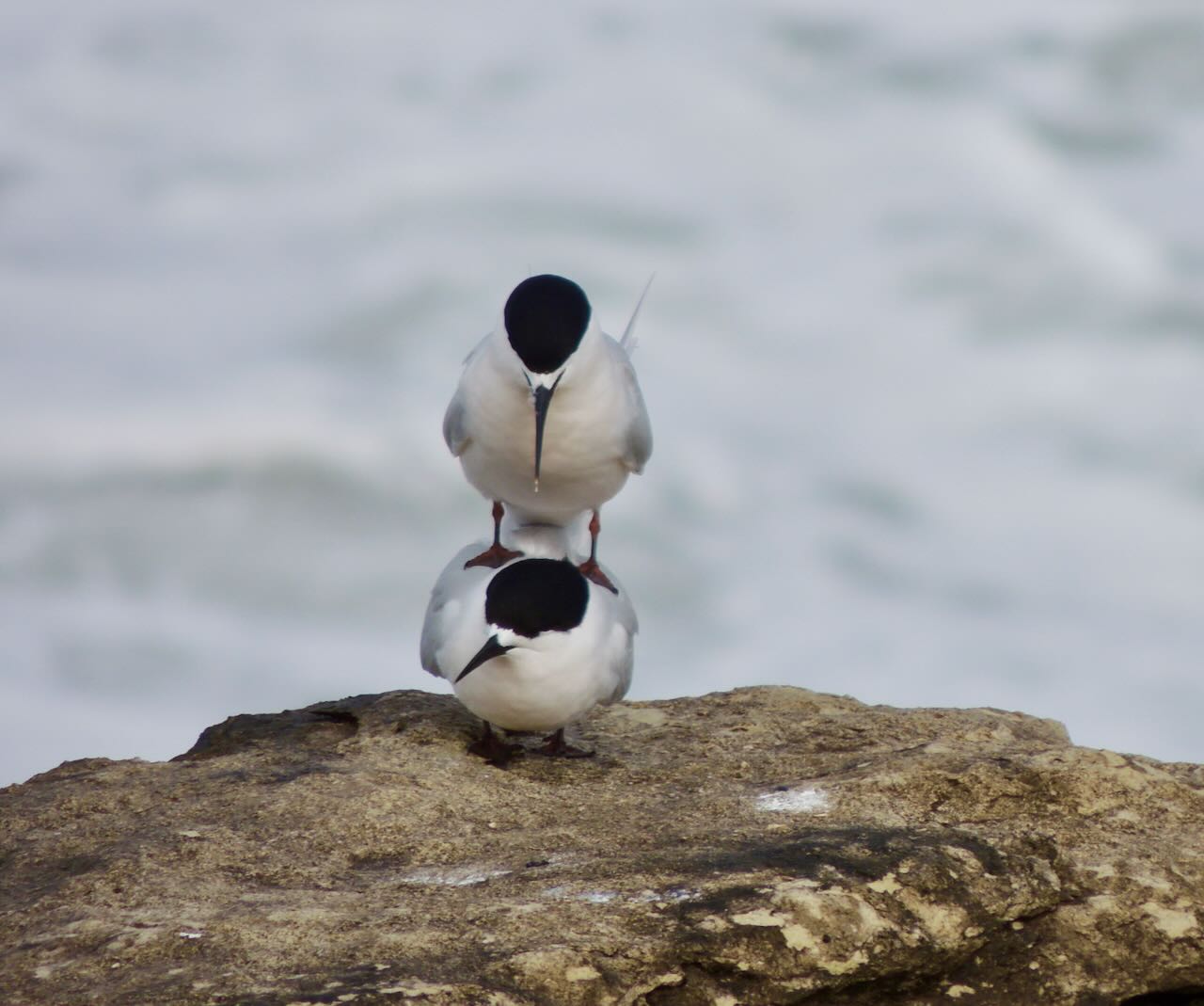 Mating White-fronted Terns