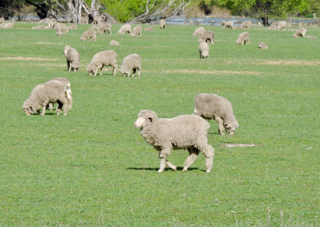 Merino Sheep