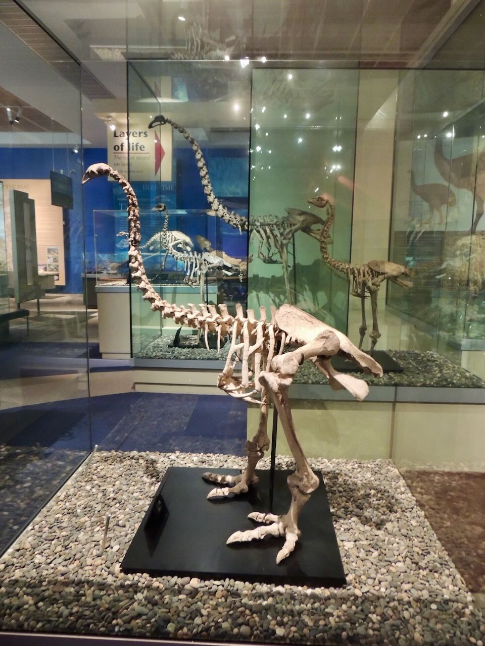 Moa Skeletons