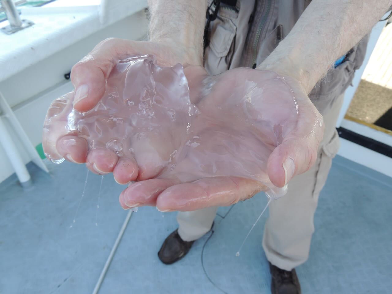 Moon Jellyfish