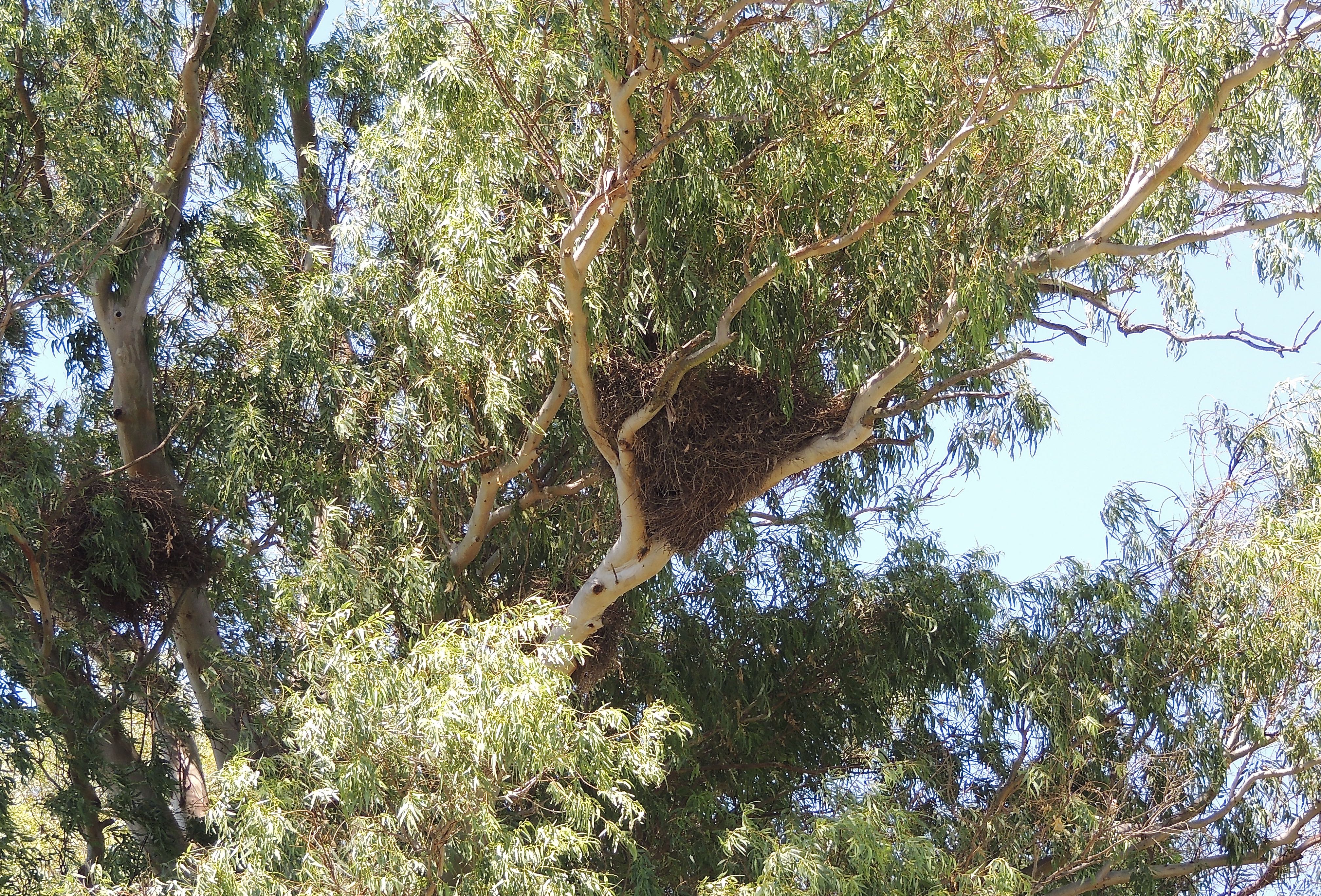 Monk Parakeet Nests