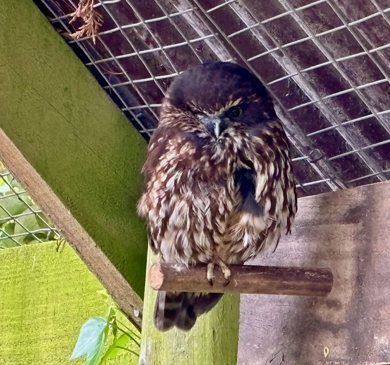 Morepork