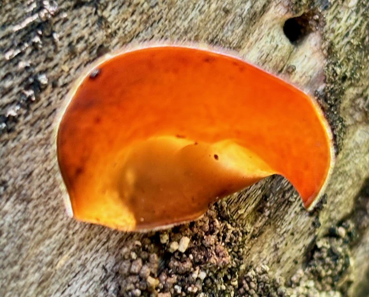 Mouse Ear Fungus