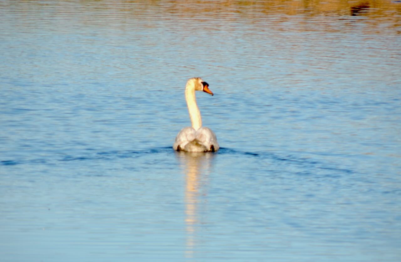 Mute Swan