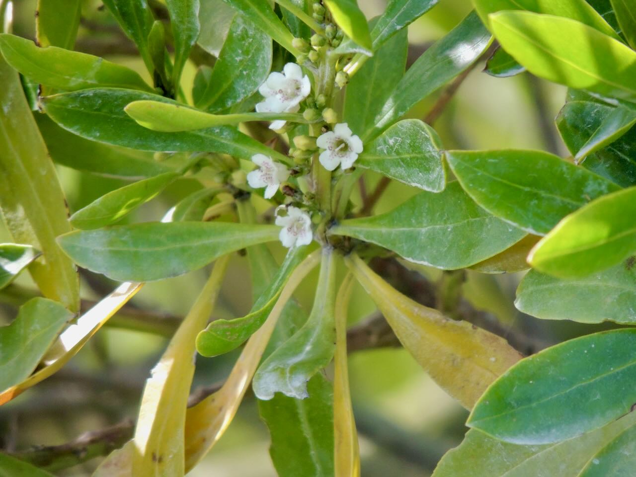 Ngaio Tree