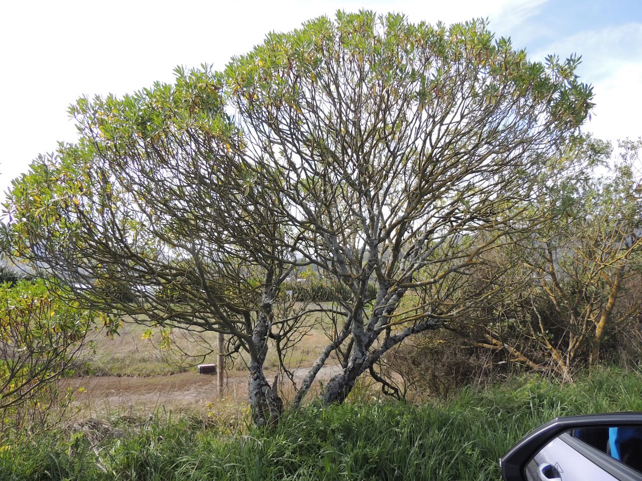 Ngaio Tree