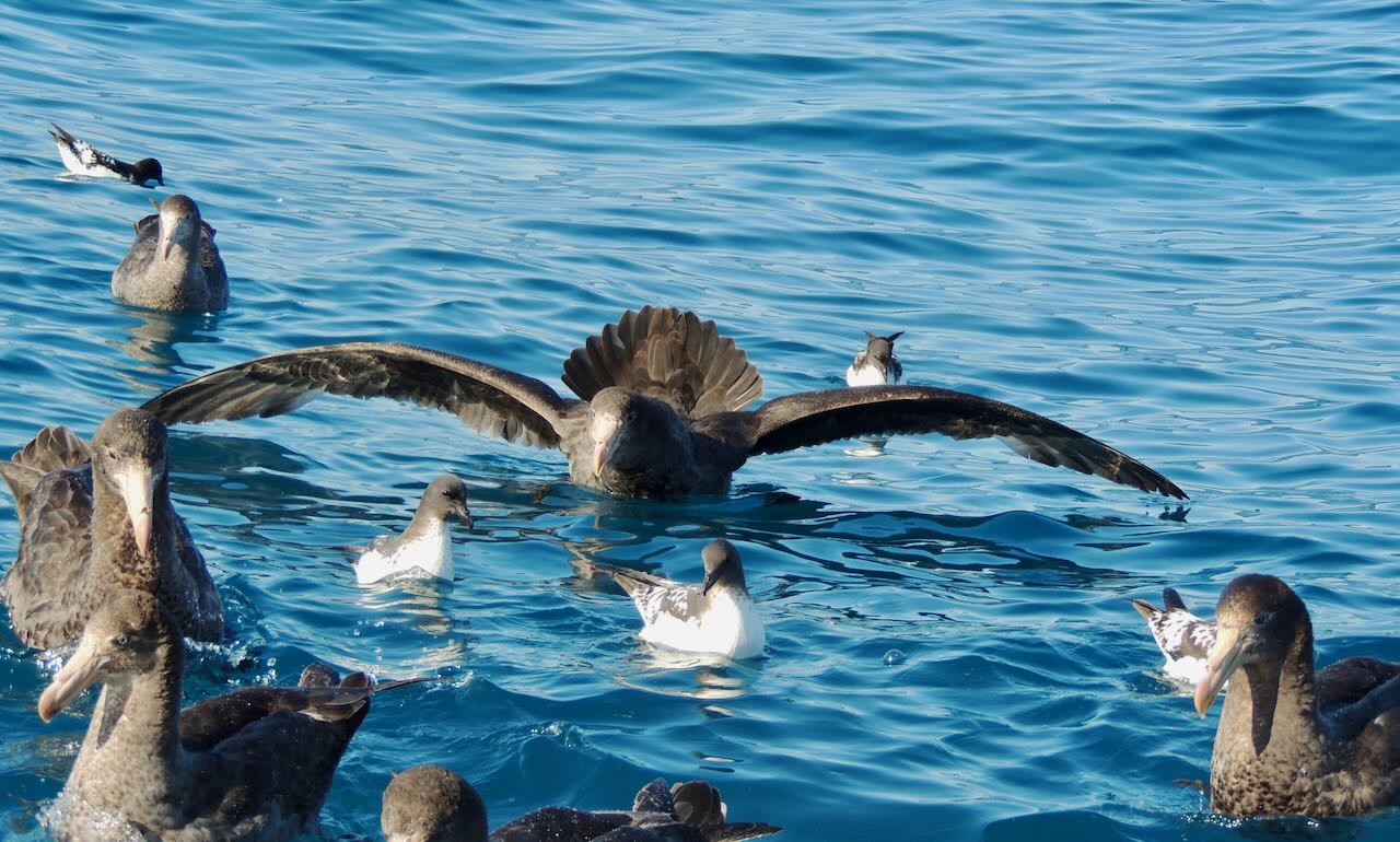 Northern Giant Petrels and Cape Petrels