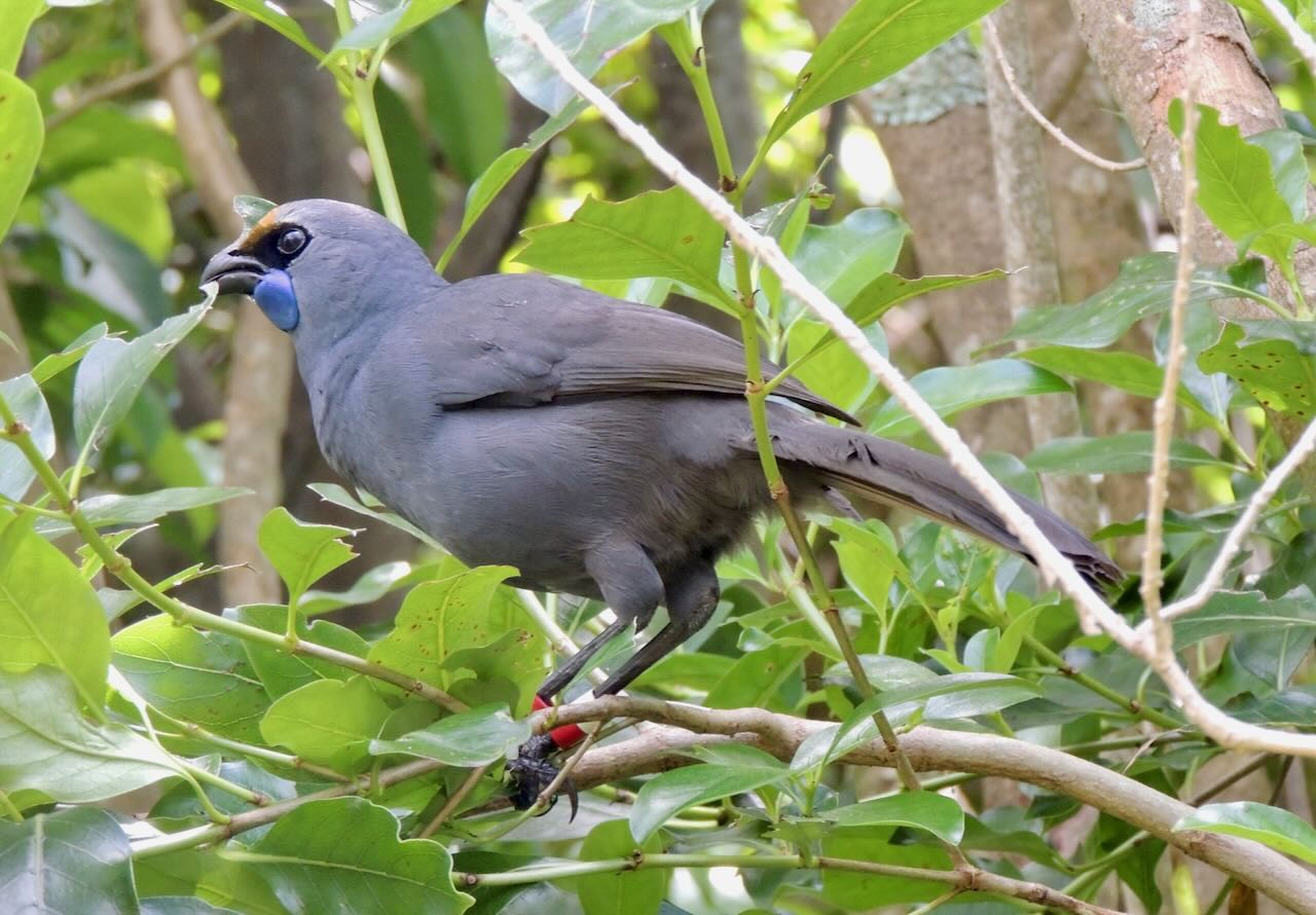 North Island Kokako