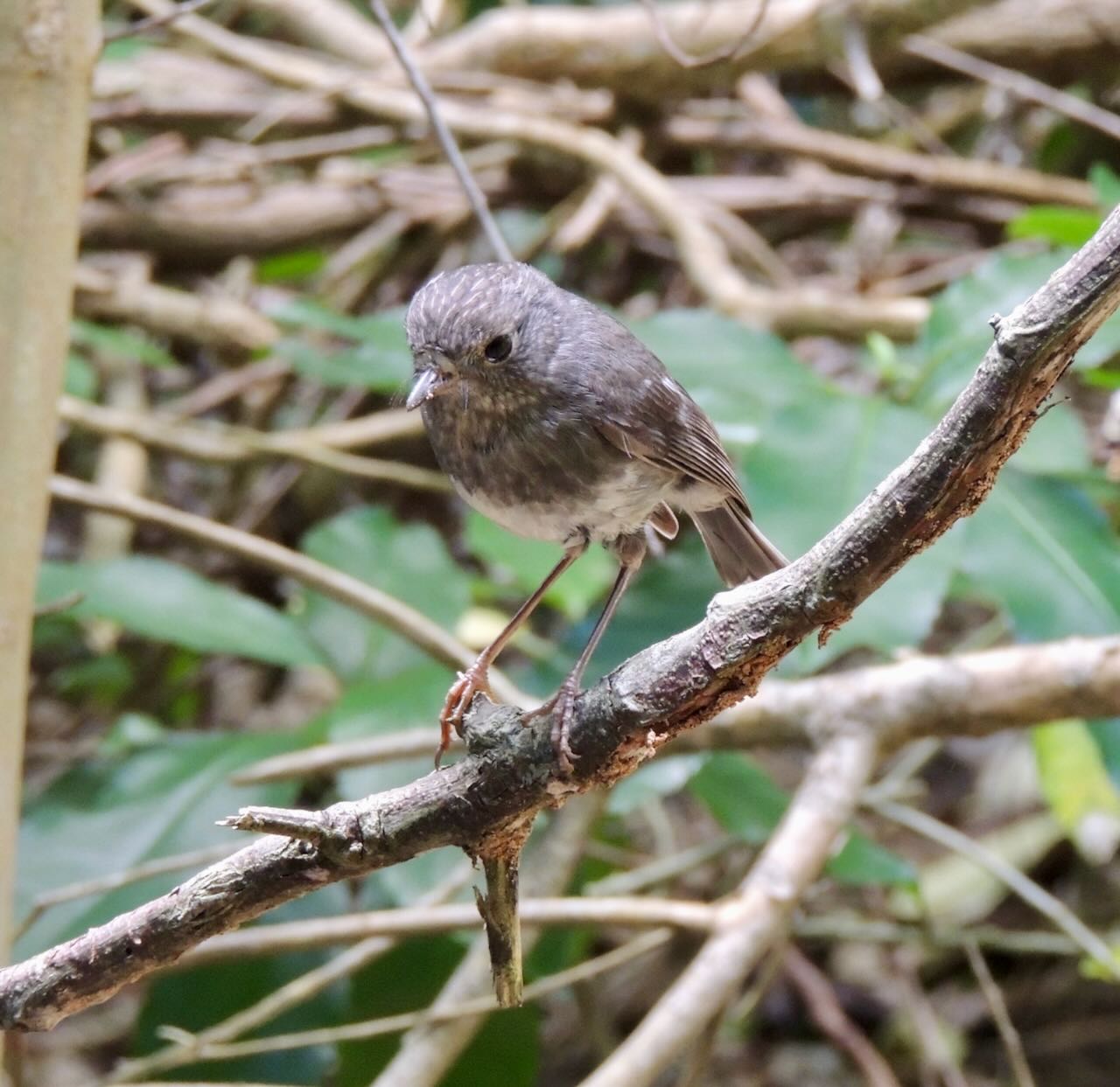 North Island Robin