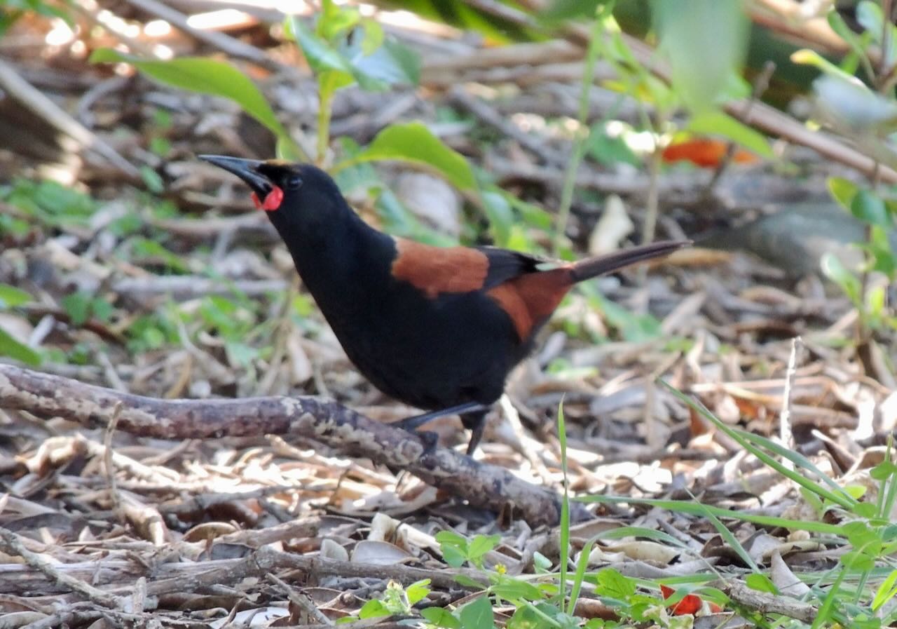 North Island Saddleback