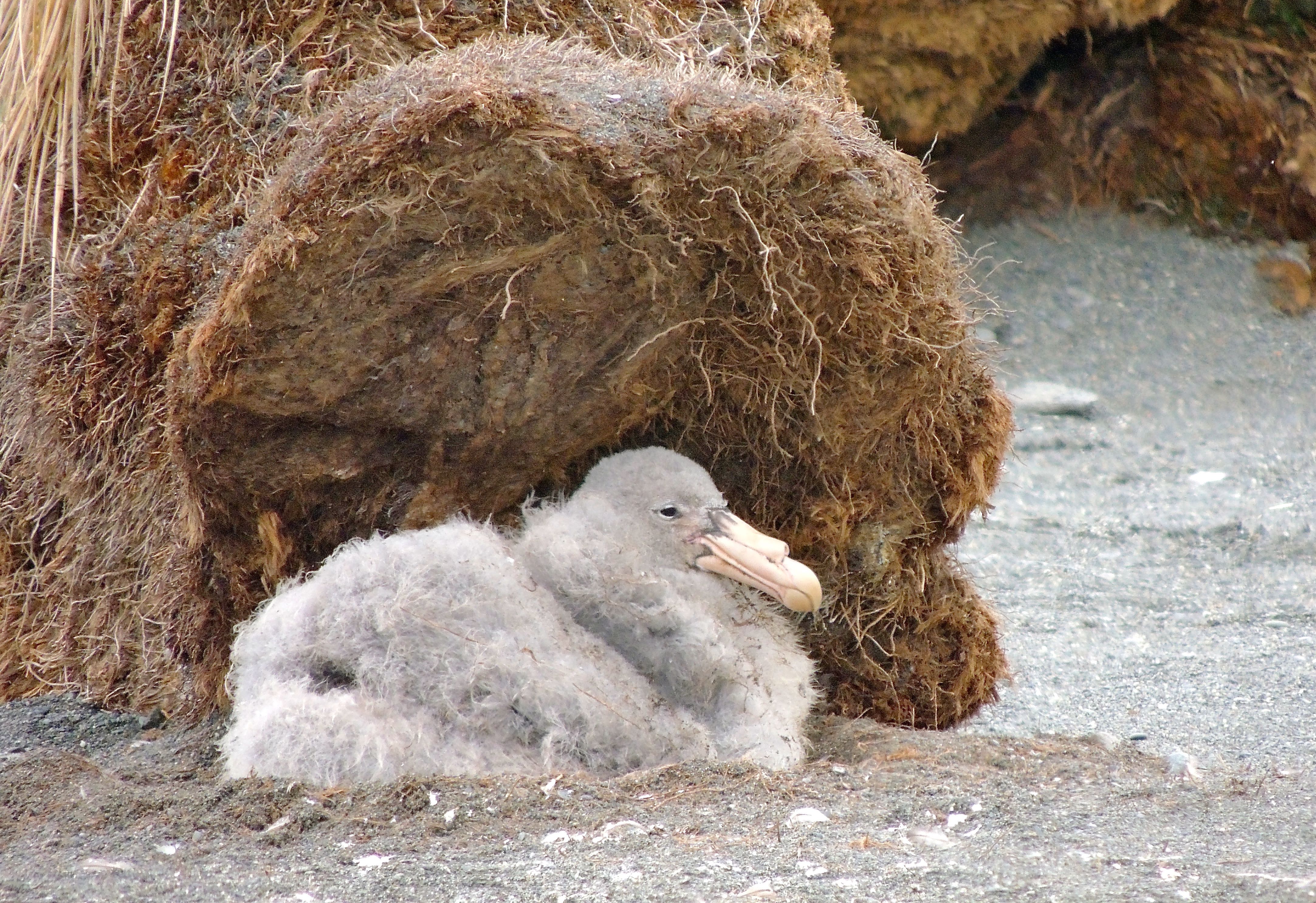 Northern Giant Petrel