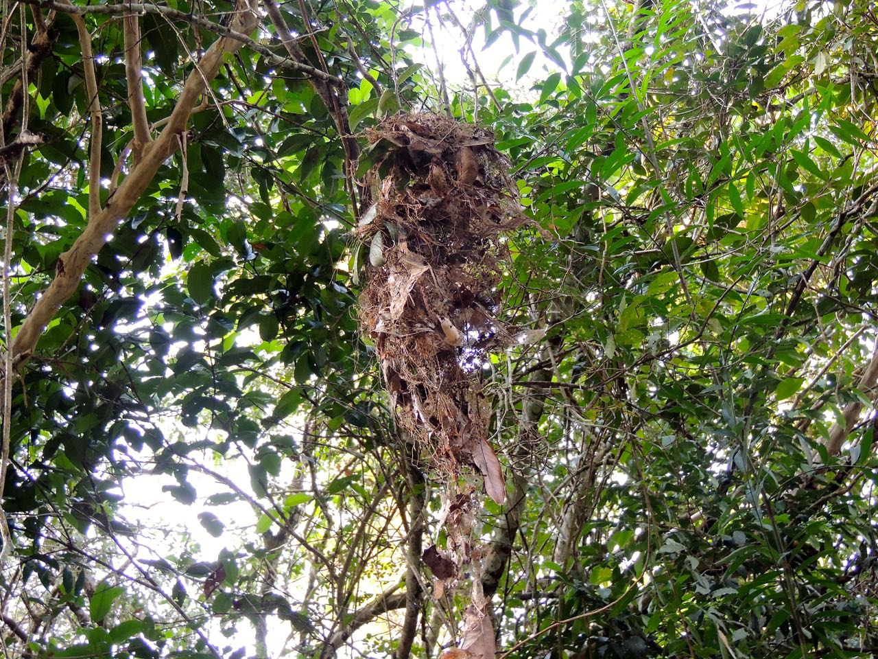 Northern Royal Flycatcher nest