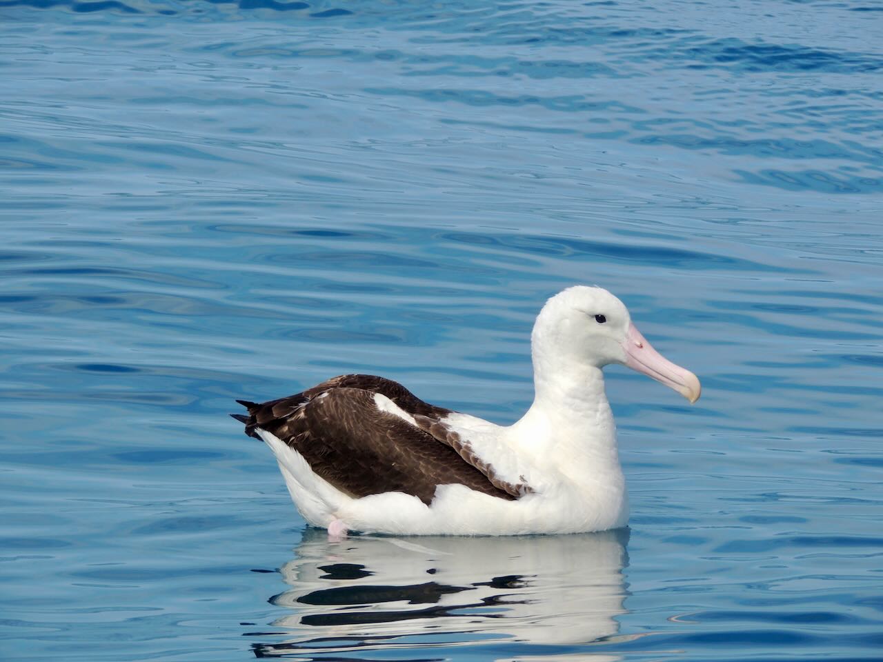 Northern Royal Albatross