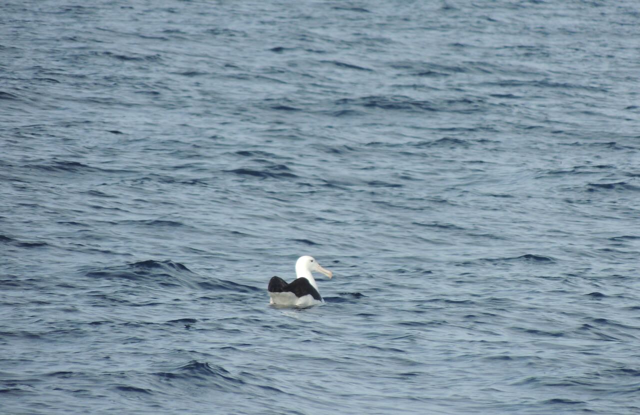 Northern Royal Albatross