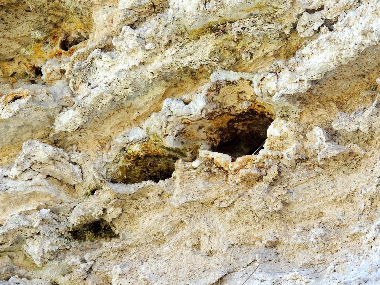 Northern Rough-winged Swallow Nests