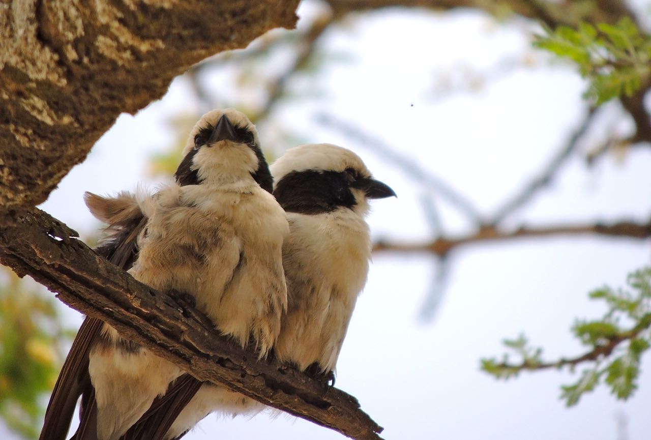 Northern White-crowned Shrikes