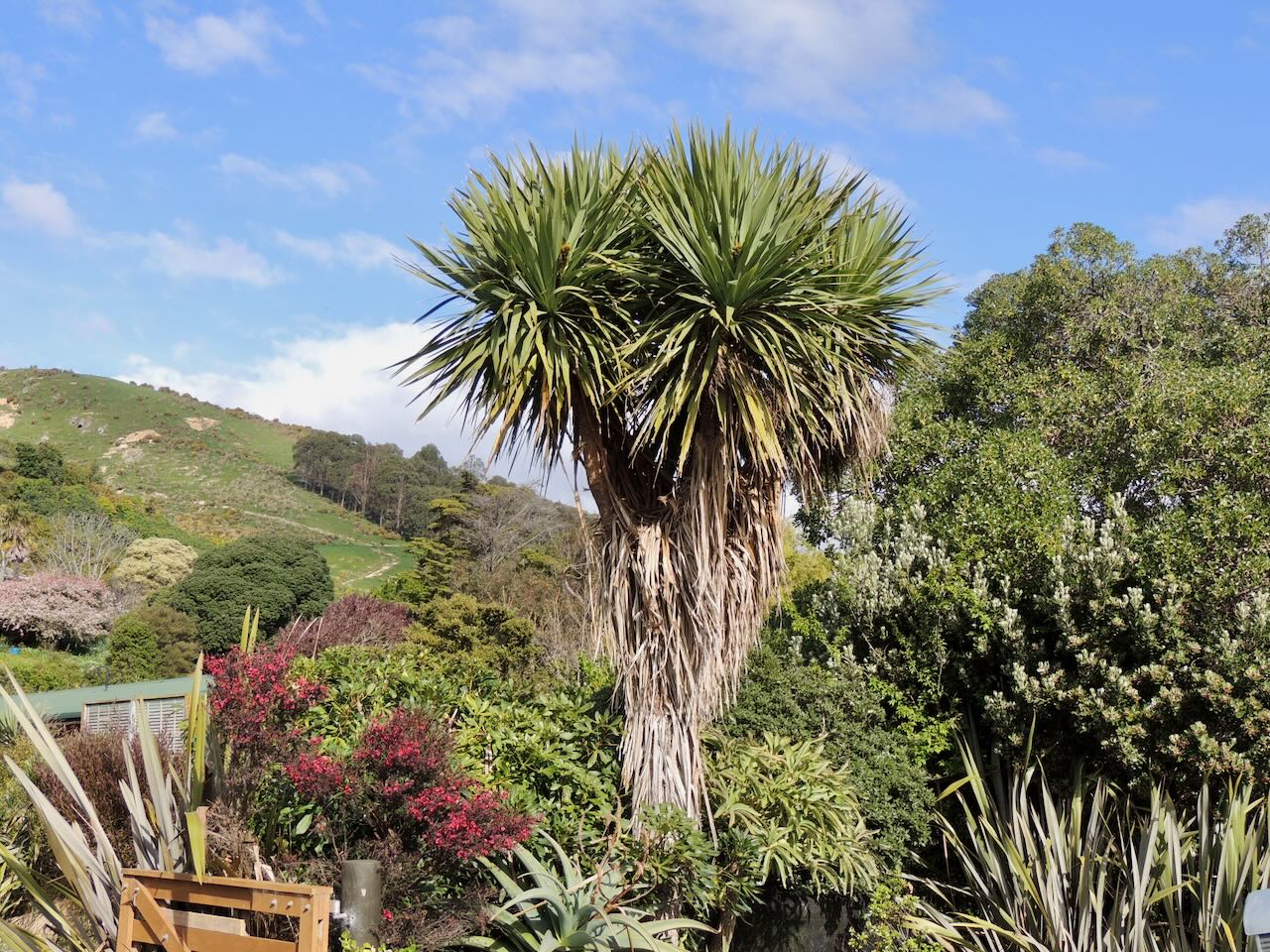 NZ Cabbage Tree