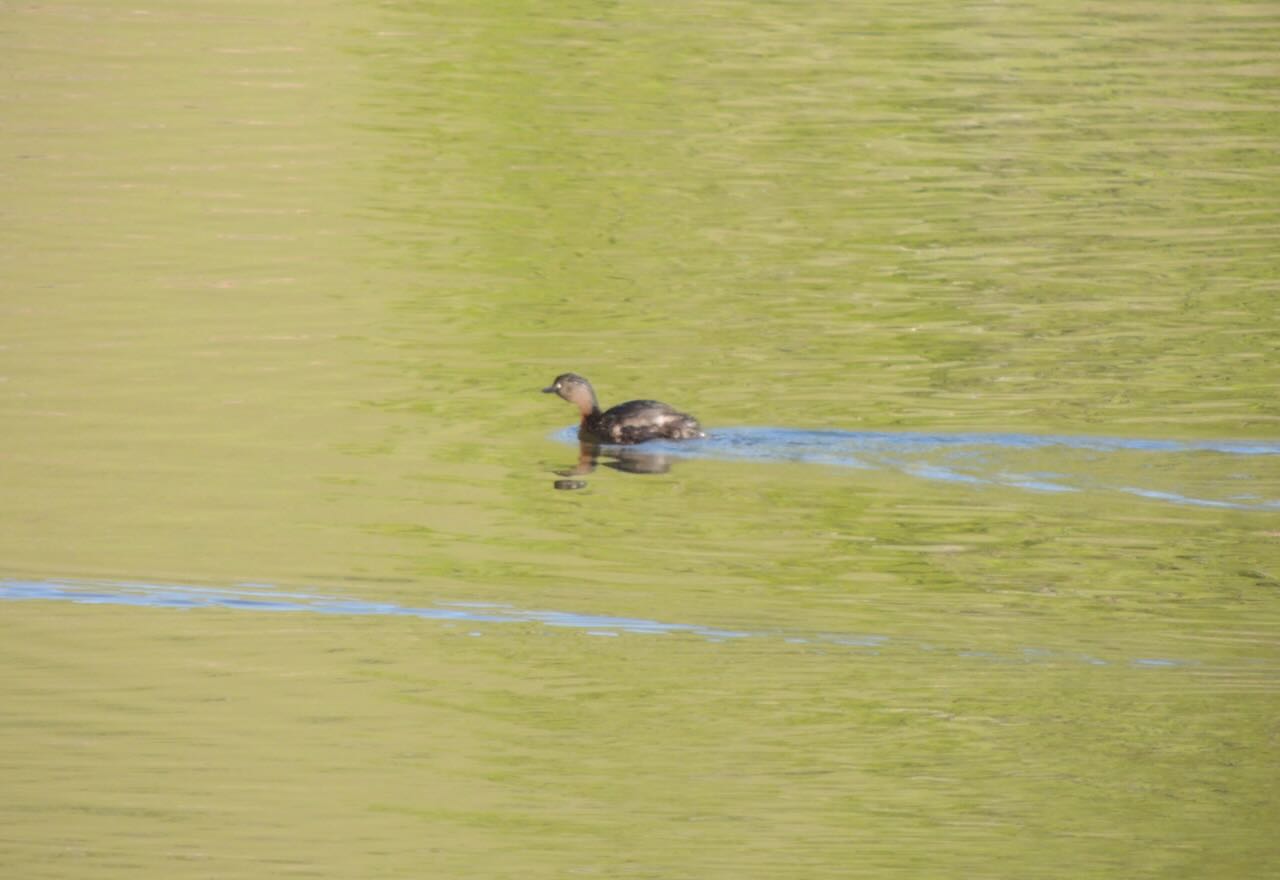 New Zealand Dabchick