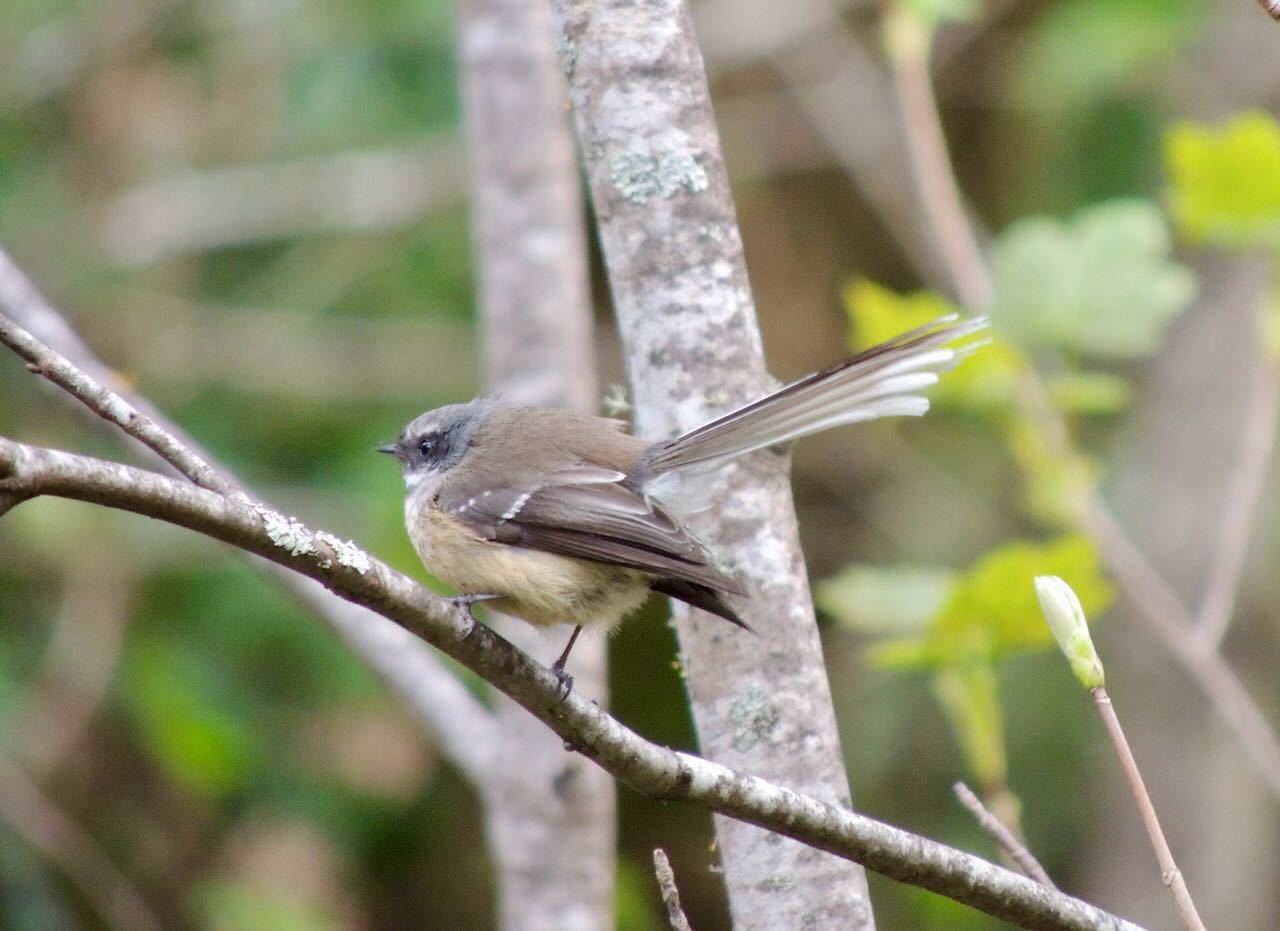 New Zealand Fantail