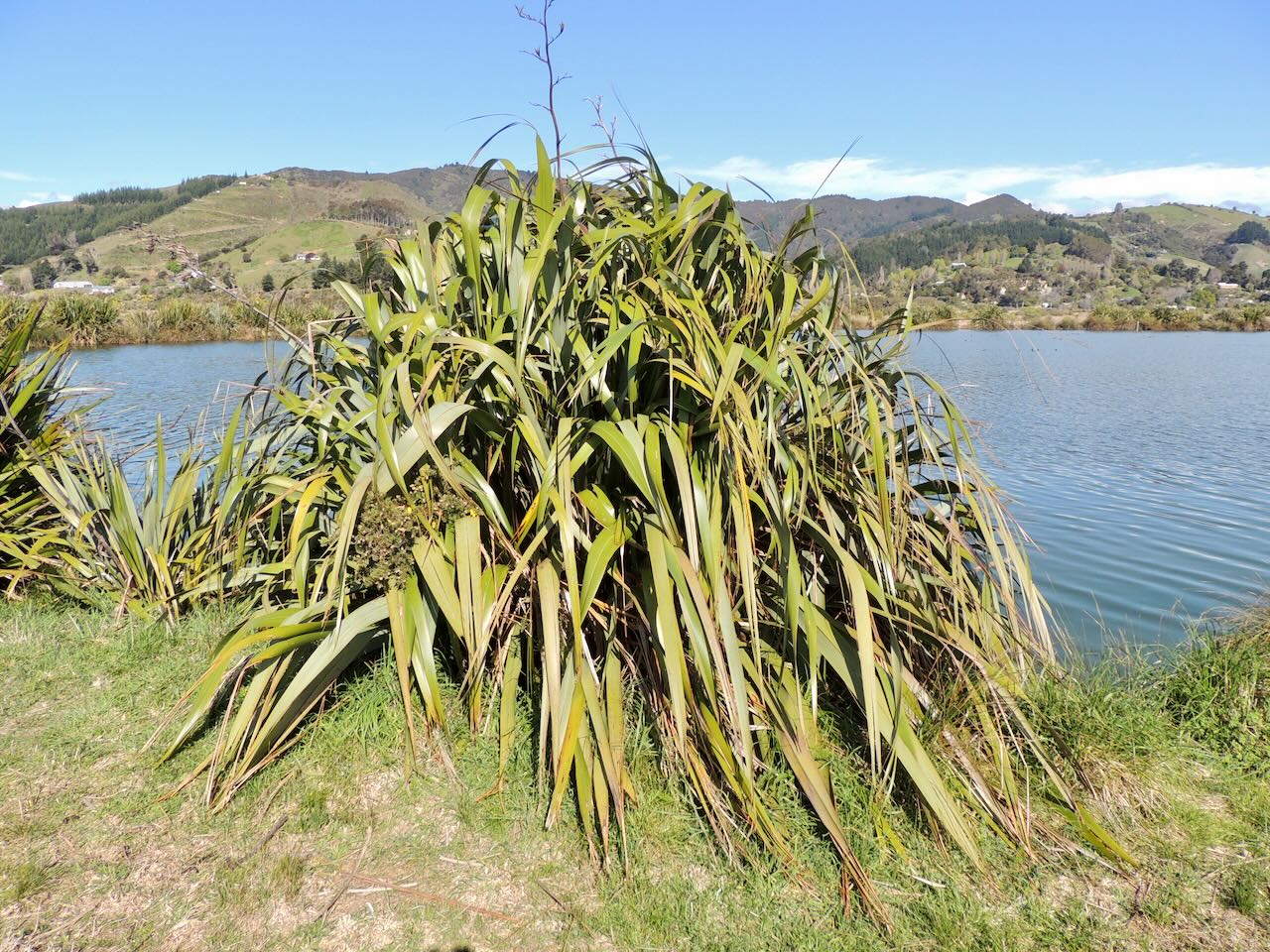 NZ Flax