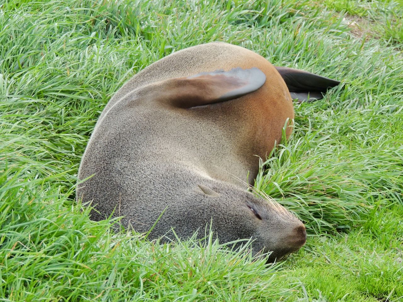 New Zealand Fur Seal