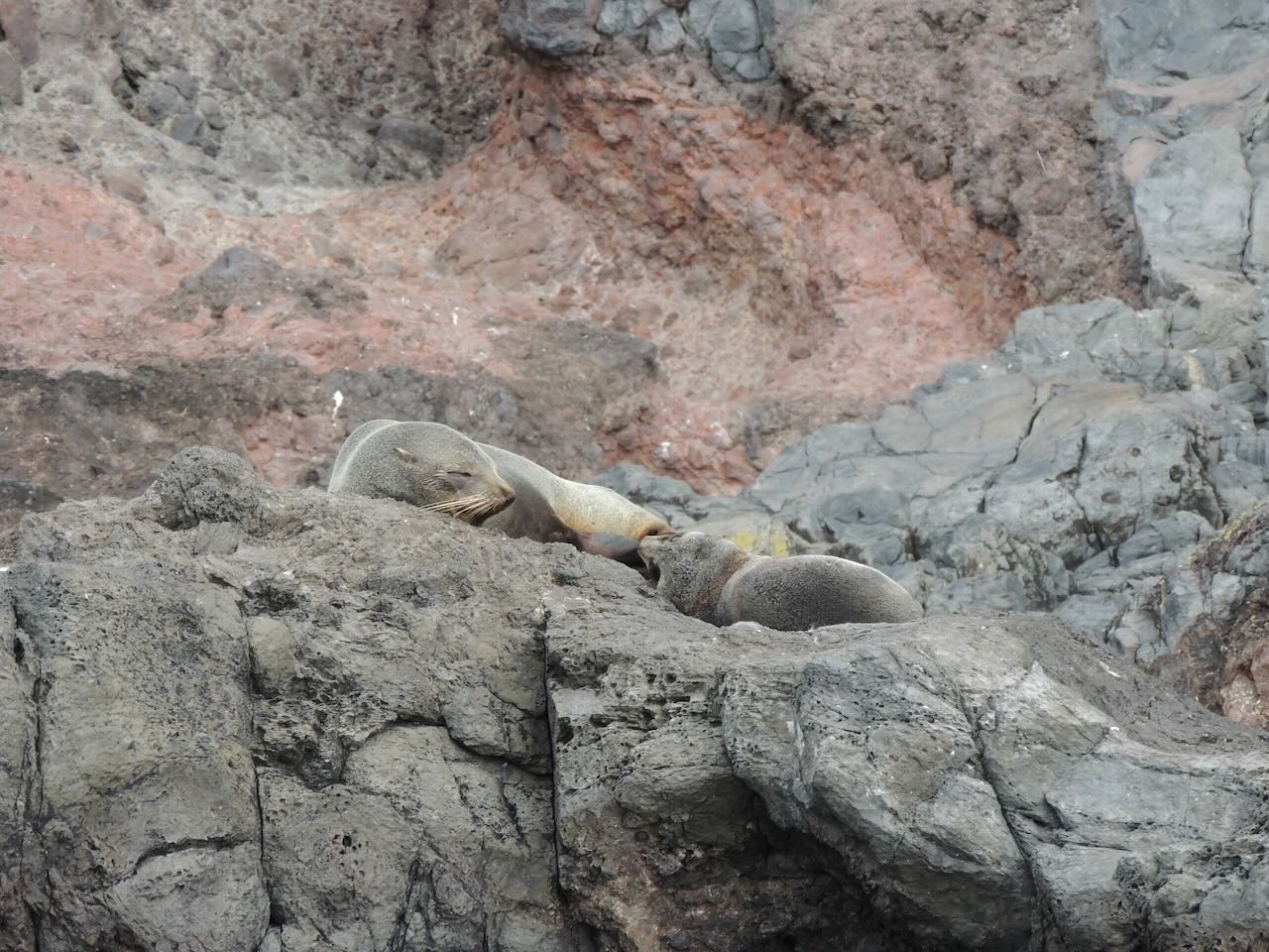 New Zealand Fur Seals