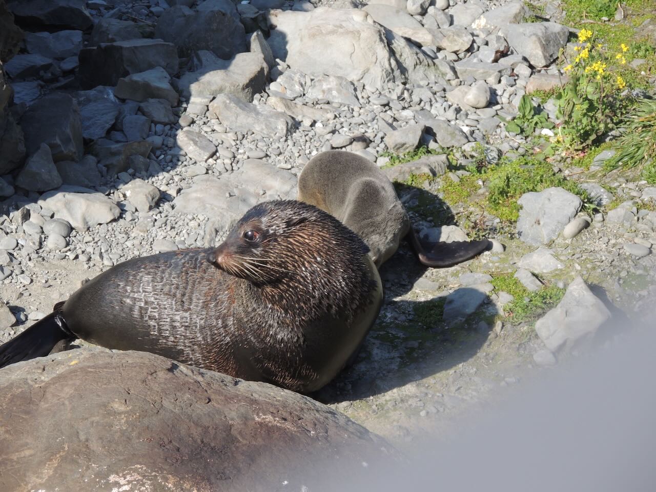 New Zealand Fur Seals