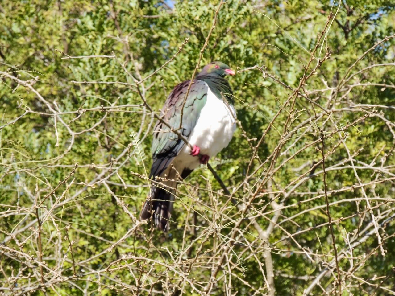 NZ Pigeon