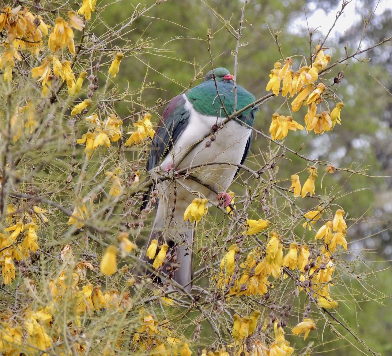 New Zealand Pigeon in Kowhai Tree