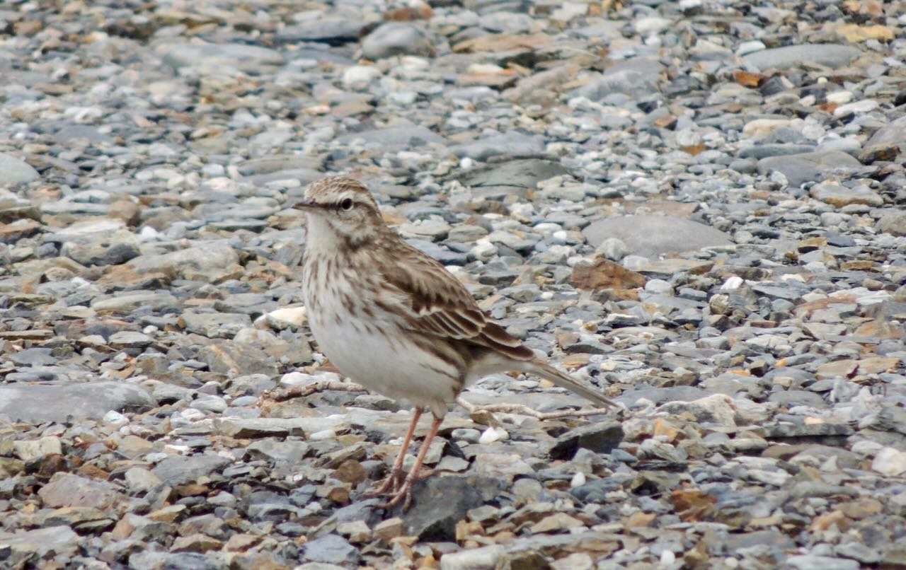 NZ Pipit