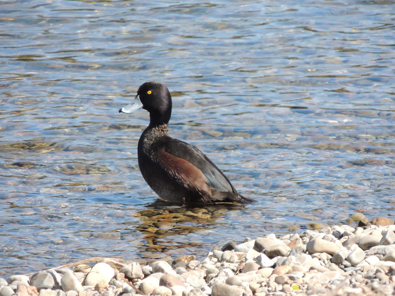 NZ Scaup