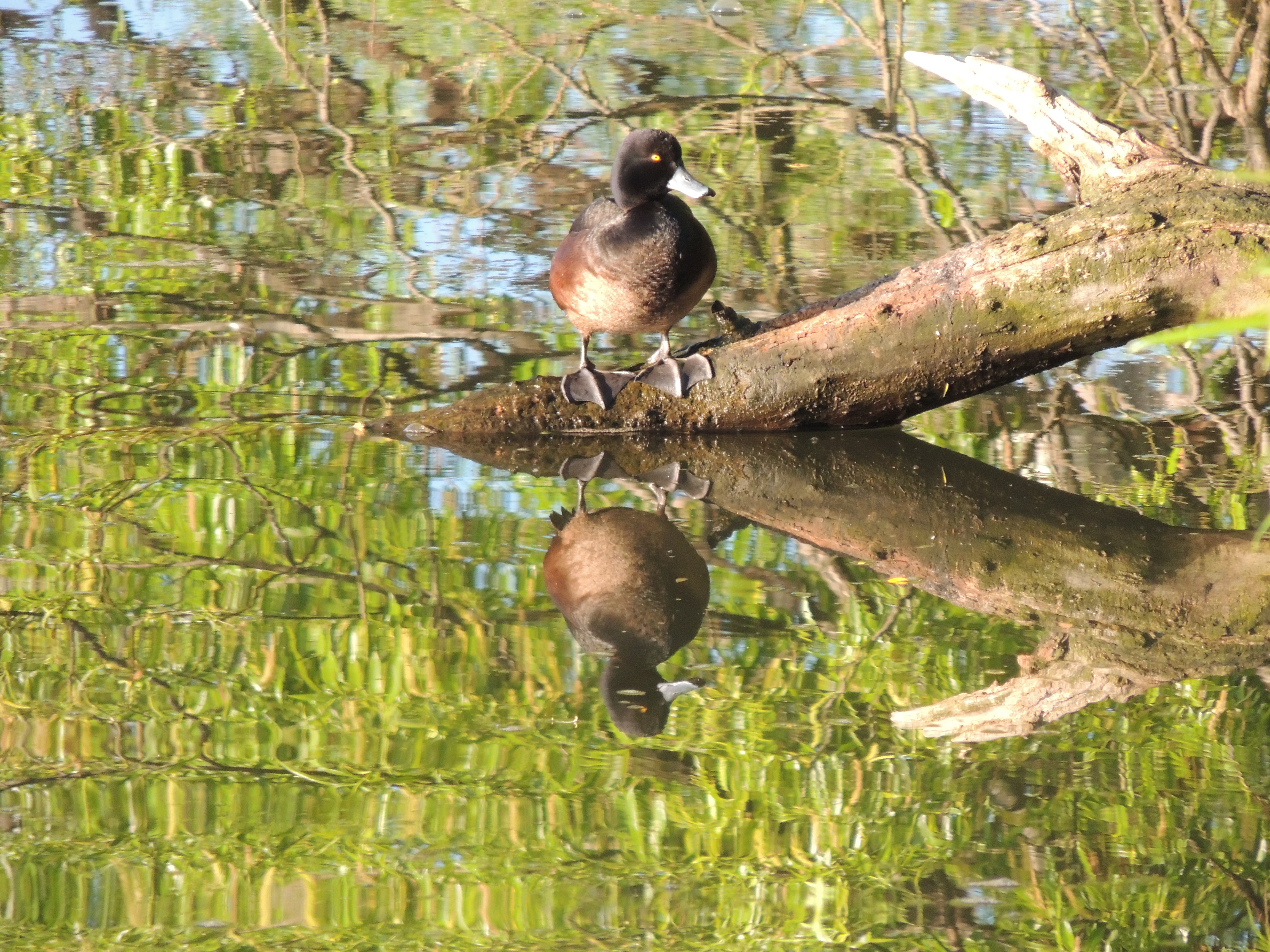 New Zealand Scaup