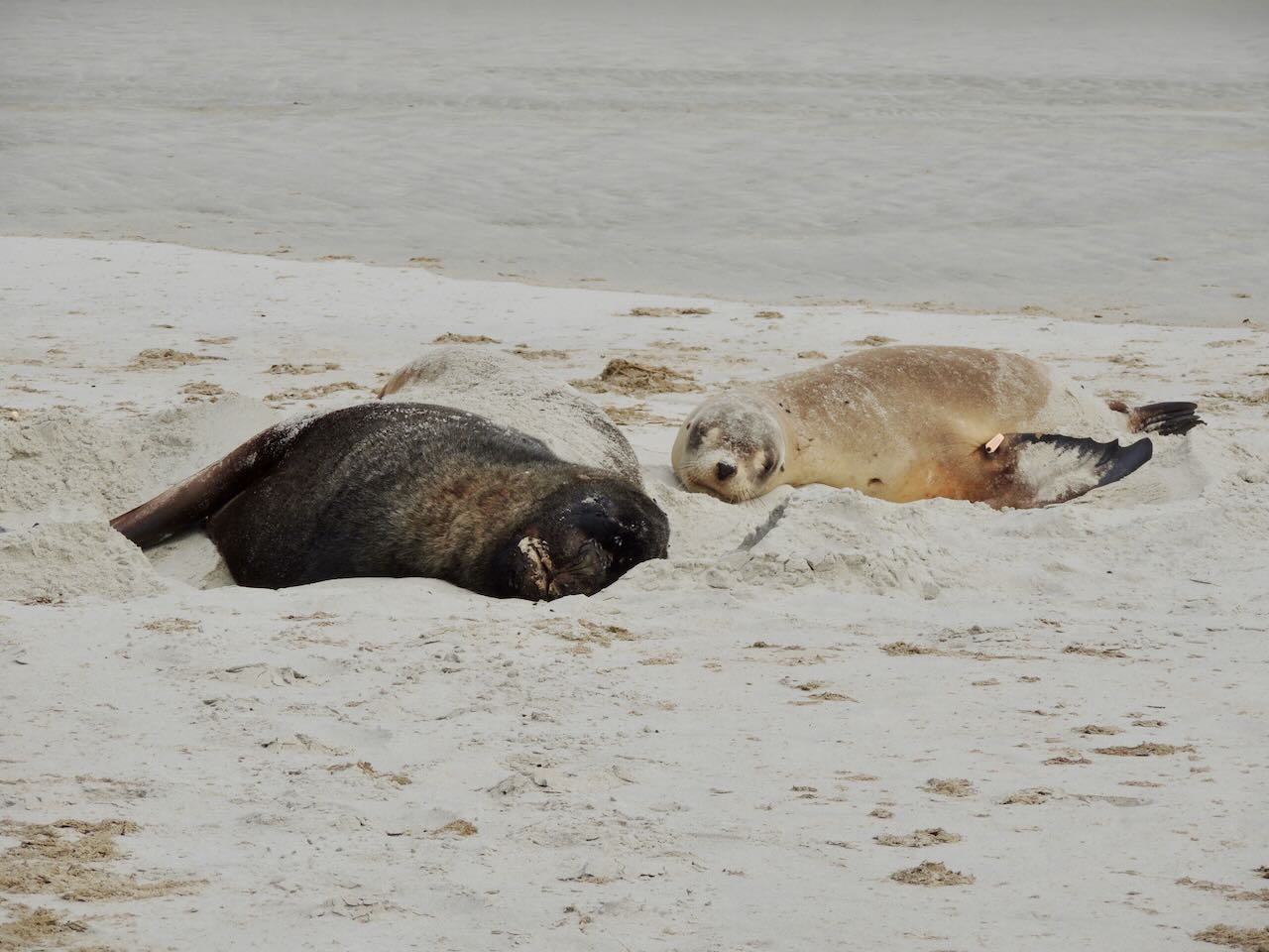 New Zealand Sea Lions