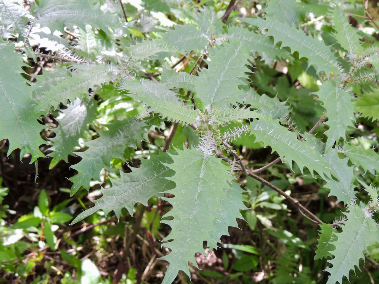 New Zealand Stinging Nettle