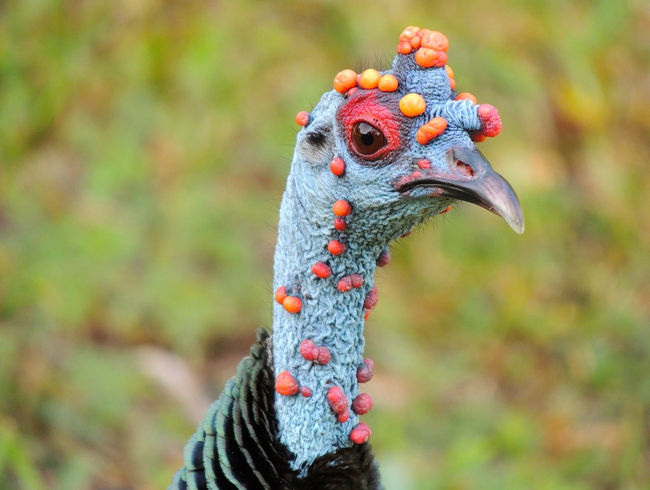 Ocellated Turkey