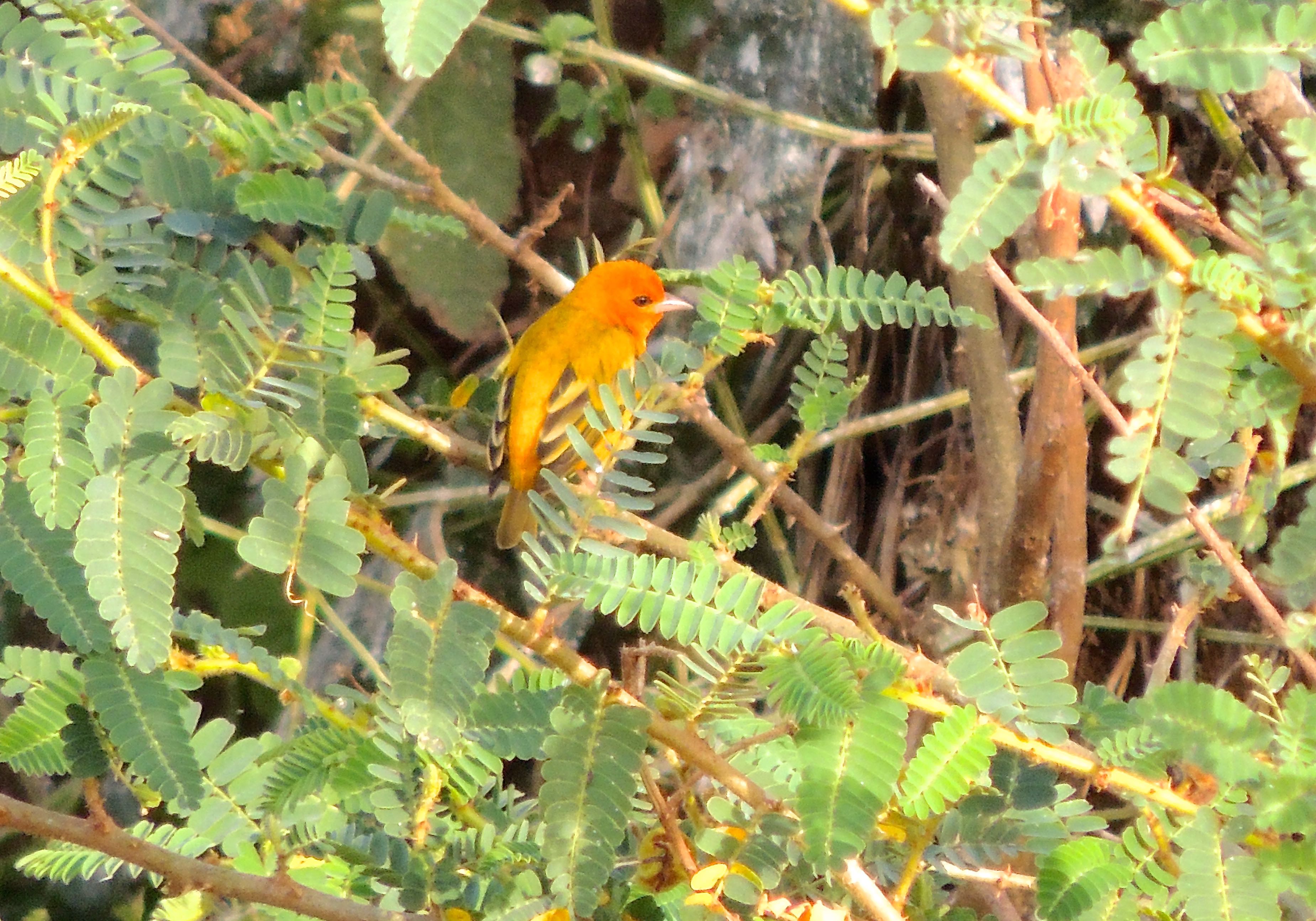 Orange Weaver
