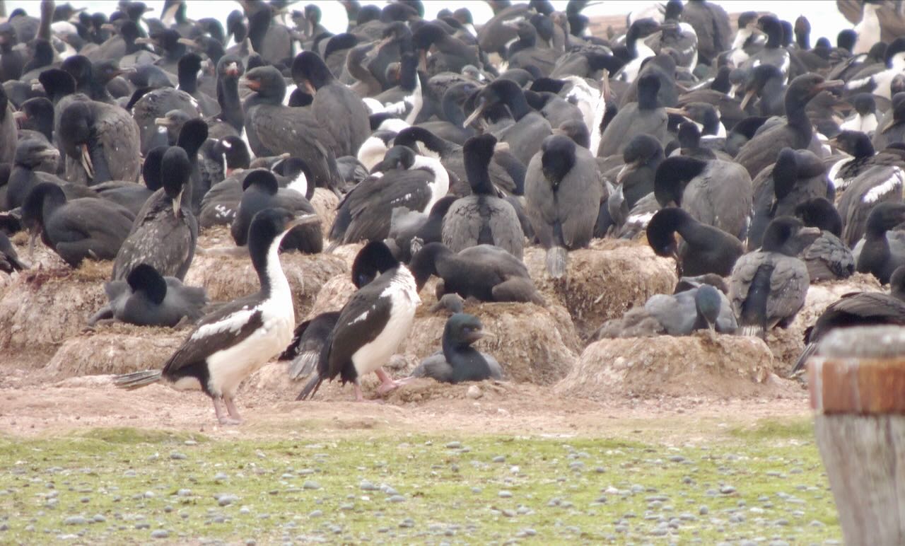 Otago Shag Colony