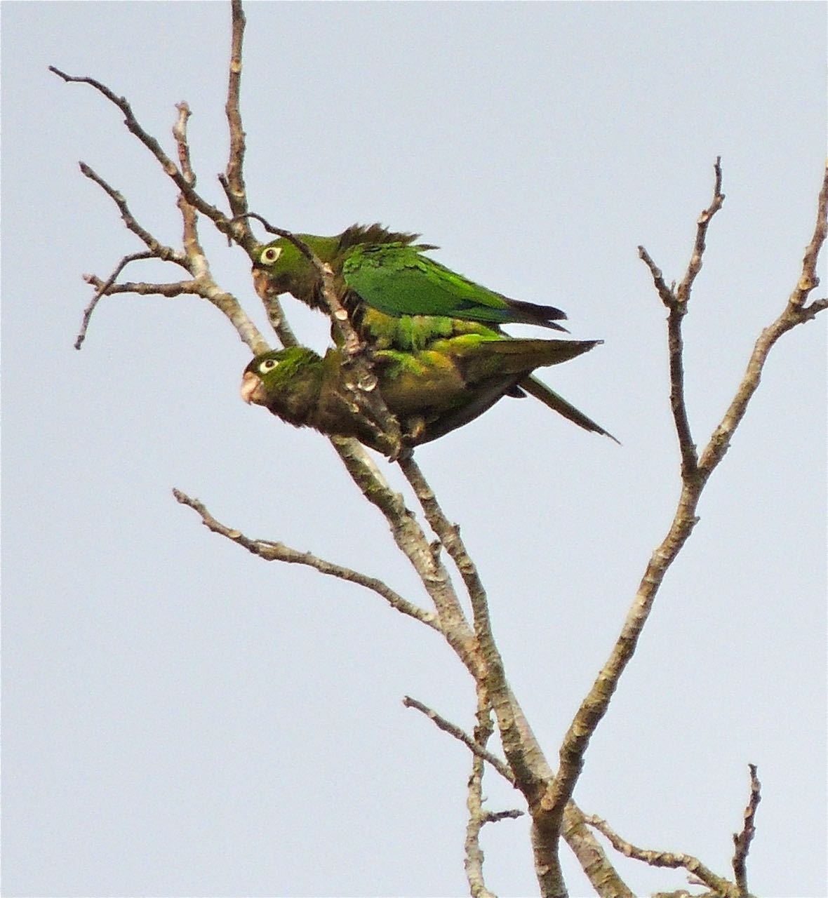 Olive-throated Parakeets